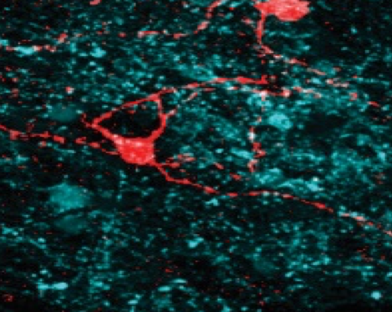 Hypothalamic cell filled with biocytin (red)